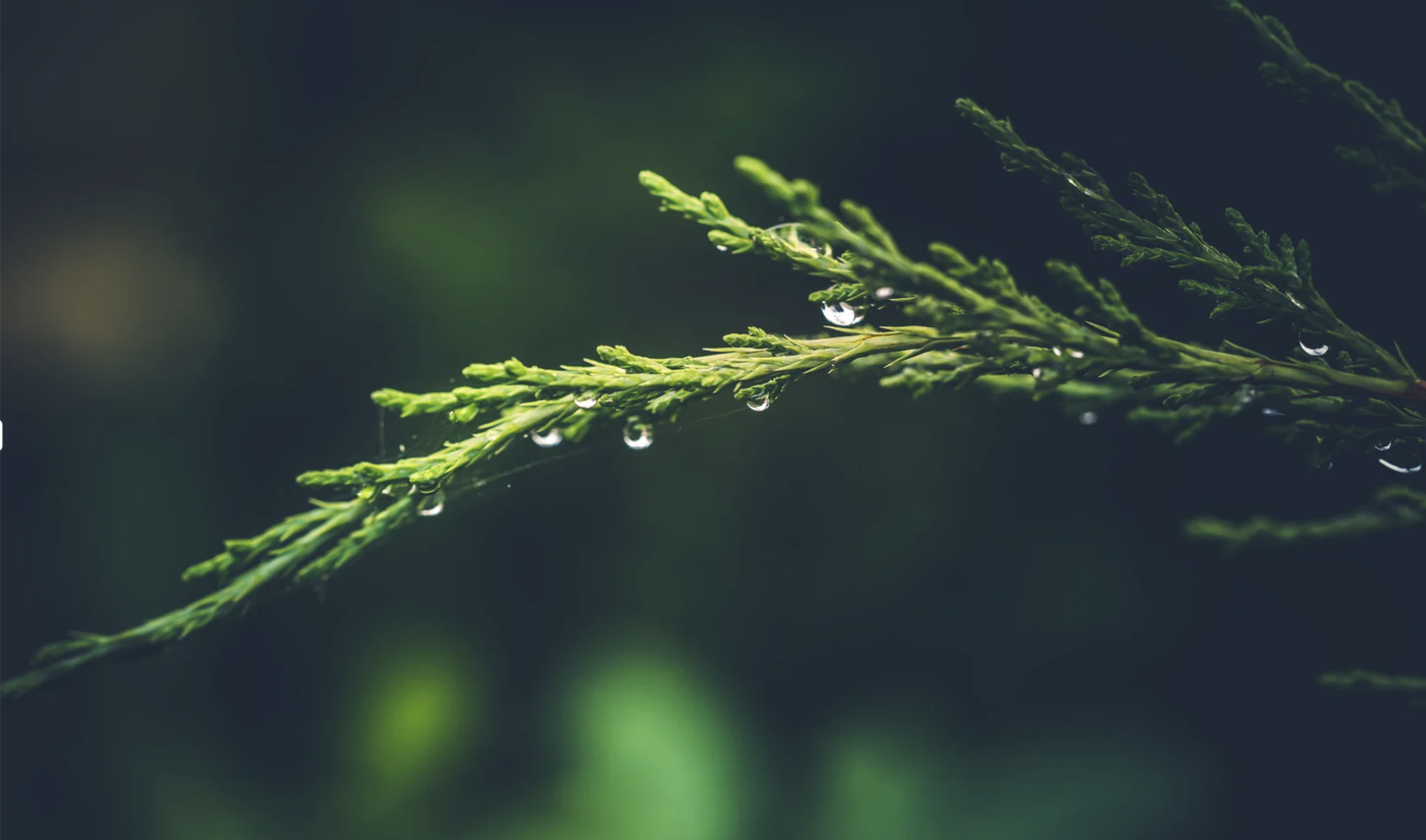 Yeşil Dönüşüm Süreç Yönetimi