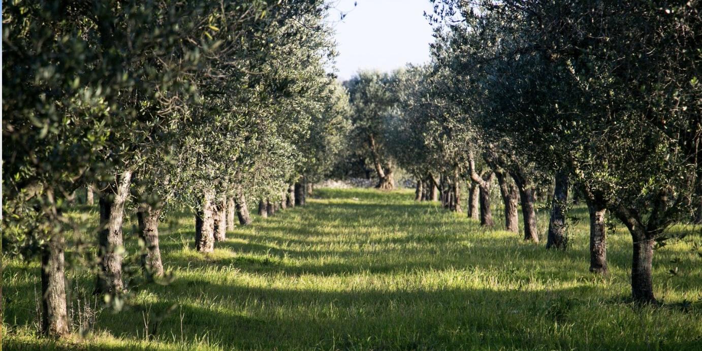 Yeşil Dönüşüm Süreç Yönetimi